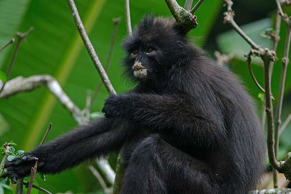 Langur przepasany (Presbytis femoralis)