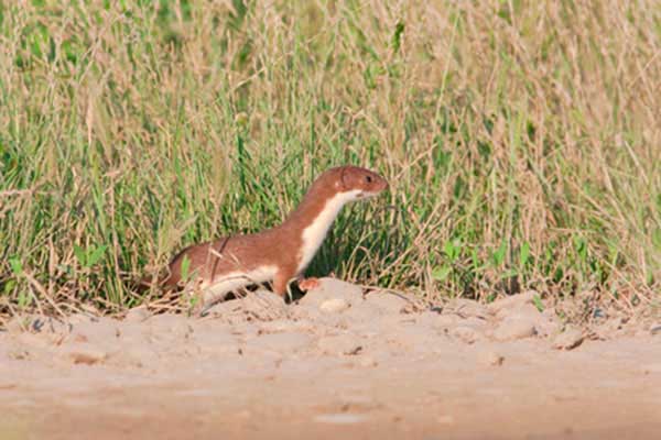 Łasica pospolita (Mustela nivalis)