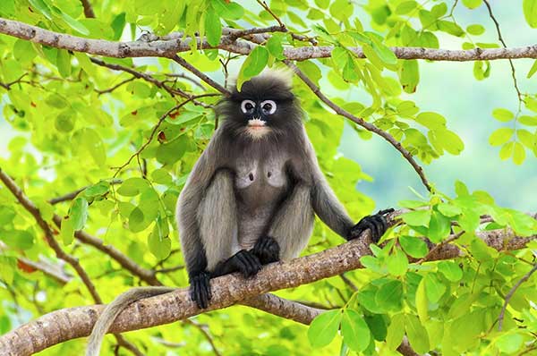 Lutung ciemny (Trachypithecus obscurus)