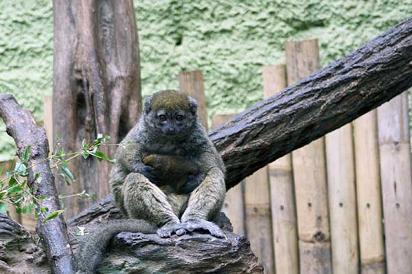 Maki trzcinowy (Hapalemur alaotrensis)