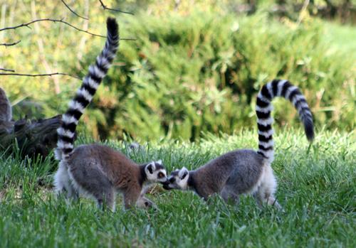 Lemur katta (Lemur catta)