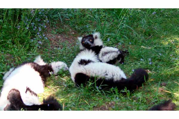 Lemur wari czarno-biały (Varecia variegata)