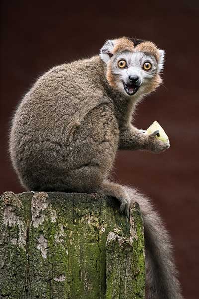 Lemuria koroniasta (Eulemur coronatus)