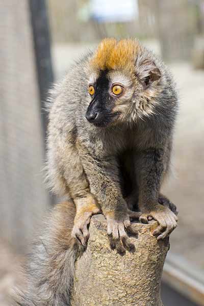 Lemuria rdzawa (Eulemur rufus)