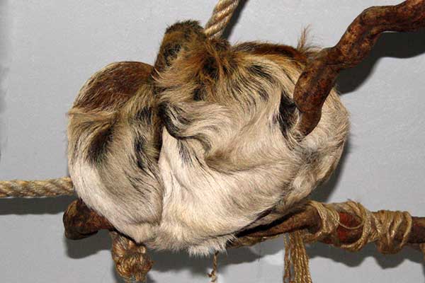 Leniwiec dwupalczasty, unau (Choloepus didactylus)