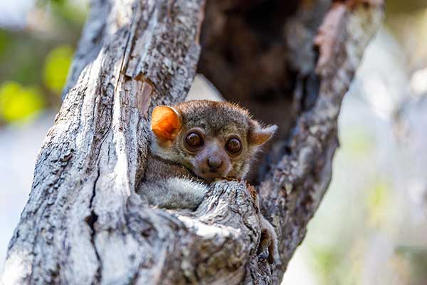 Lepilemur płowy (Lepilemur edwardsi)