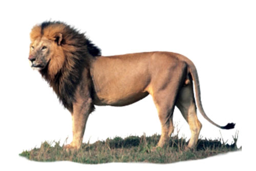 Lew (Panthera leo)
