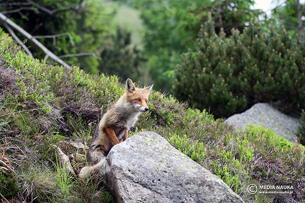 Lis rudy (Vulpes vulpes)