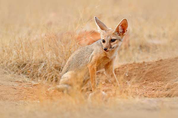 Lis bengalski (Vulpes bengalensis)