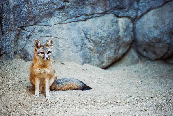 Lis długouchy (Vulpes macrotis)