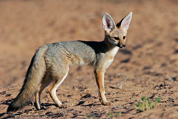 Lis przylądkowy (Vulpes chama)