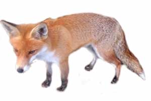 Lis (Vulpes vulpes) Lis (Vulpes vulpes)