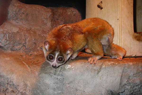 Kukang mały (Nycticebus pygmaeus)