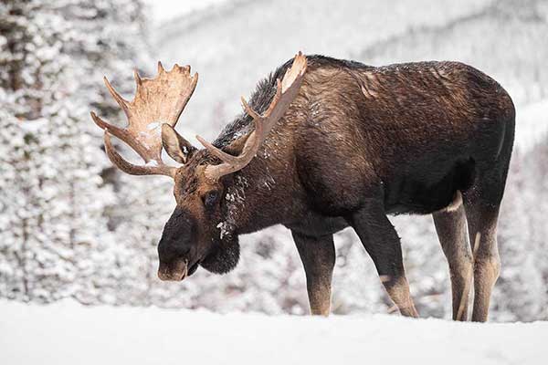 Łoś euroazjatycki (Alces alces)