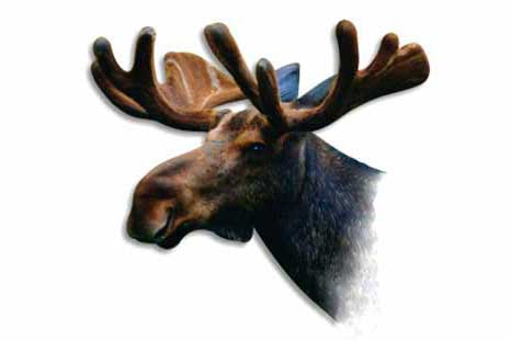 Łoś (Alces alces) Łoś (Alces alces)