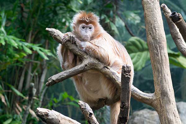 Lutung jawajski (Trachypithecus auratus)