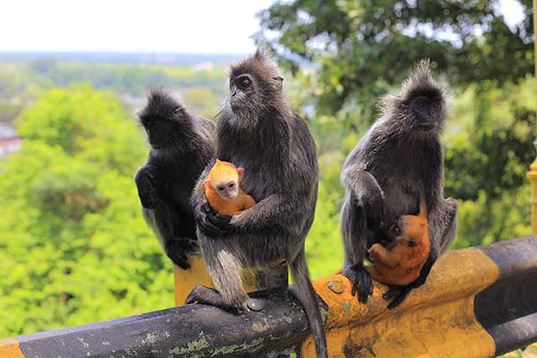 Lutung srebrzysty (Trachypithecus cristatus)