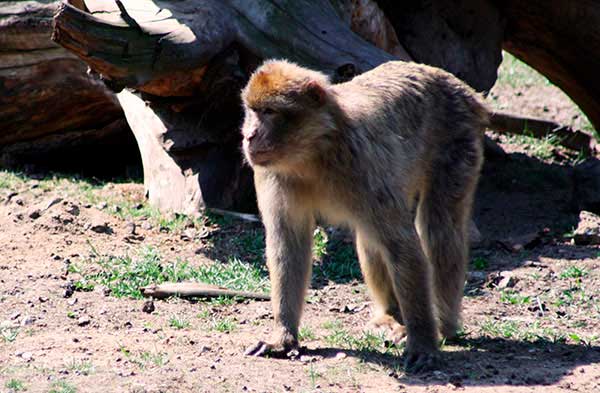 Makak berberyjski, magot (Macaca sylvanus)