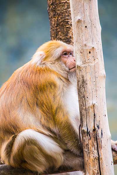 Makak brodaty (Macaca assamensis)