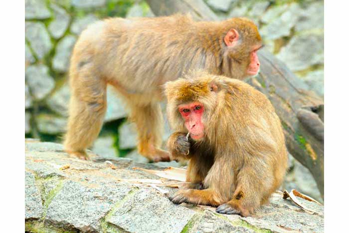 Makak japoński (Macaca fuscata)