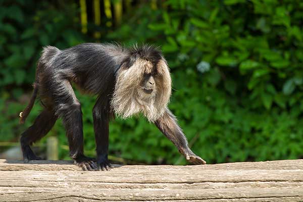 Makak lwi (Macaca silenus)