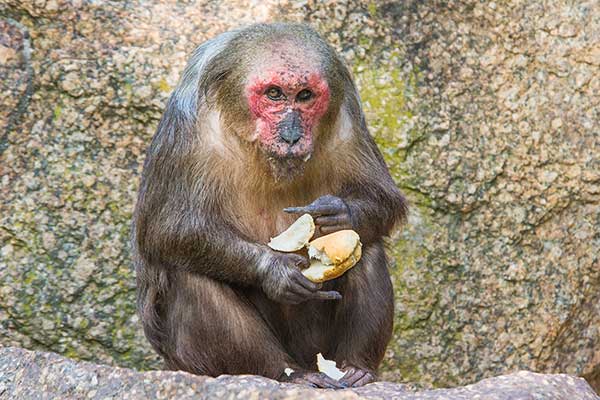 Makak niedźwiedzi (Macaca arctoides)