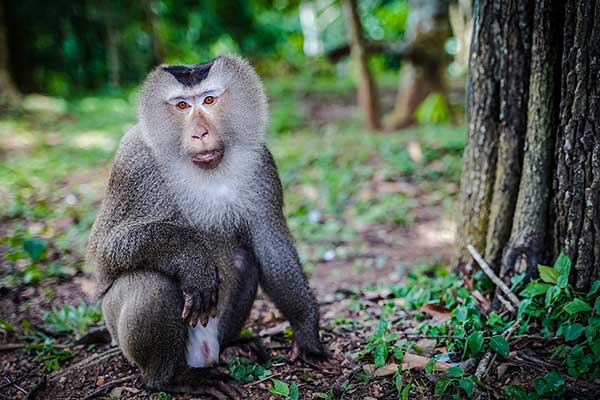 Makak orientalny (Macaca nemestrina)