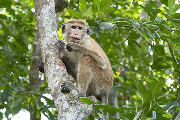 Makak rozczochrany (Macaca sinica)