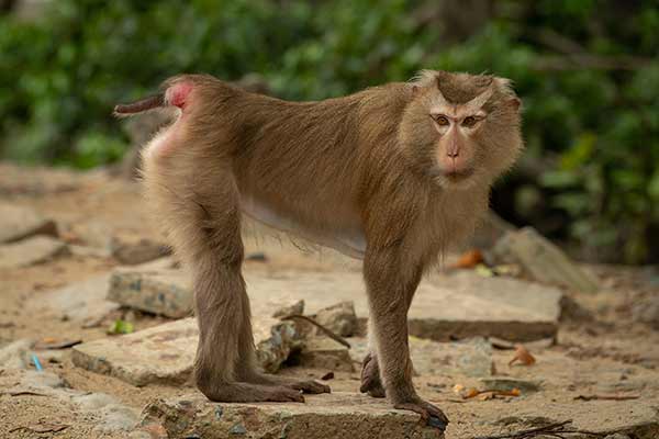 Makak świńskoogonowy (Macaca leonina)