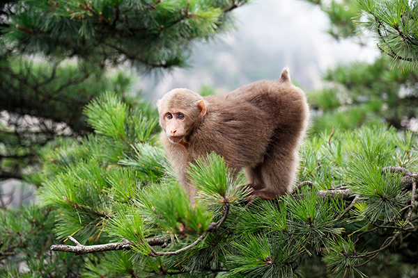 Makak tybetański (Macaca thibetana)