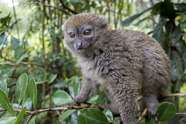 Maki szary (Hapalemur griseus)