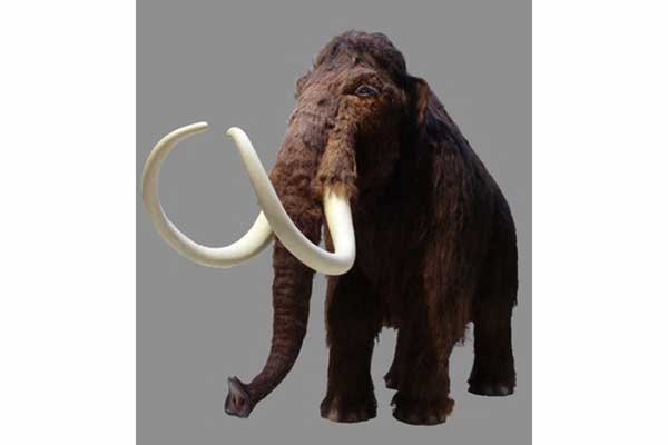 Mamut (Mammuthus primigenius †)