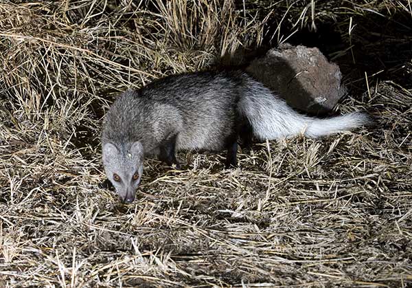 Ichneumonka białoogonowa (Ichneumia albicauda)