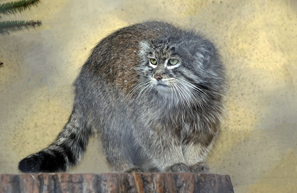 Manul stepowy (Otocolobus manul)