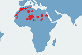 Arui, owca grzywiasta - mapa występowania na świecie