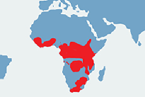 Bawół afrykański, bawół kafryjski - mapa występowania na świecie