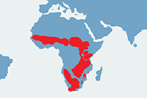 Bawolec, antylopa krowia - mapa występowania na świecie