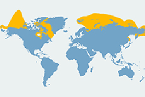 Białucha arktyczna – mapa występowania na świecie