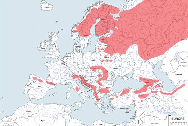 niedźwiedź brunatny - mapa