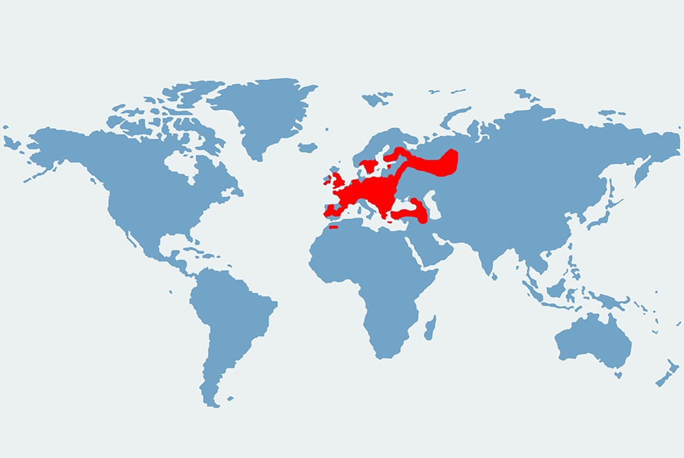 nocek wąsatek - mapa