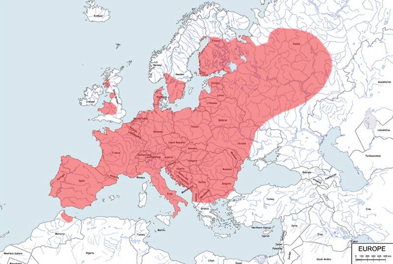 tchórz zwyczajny - mapa