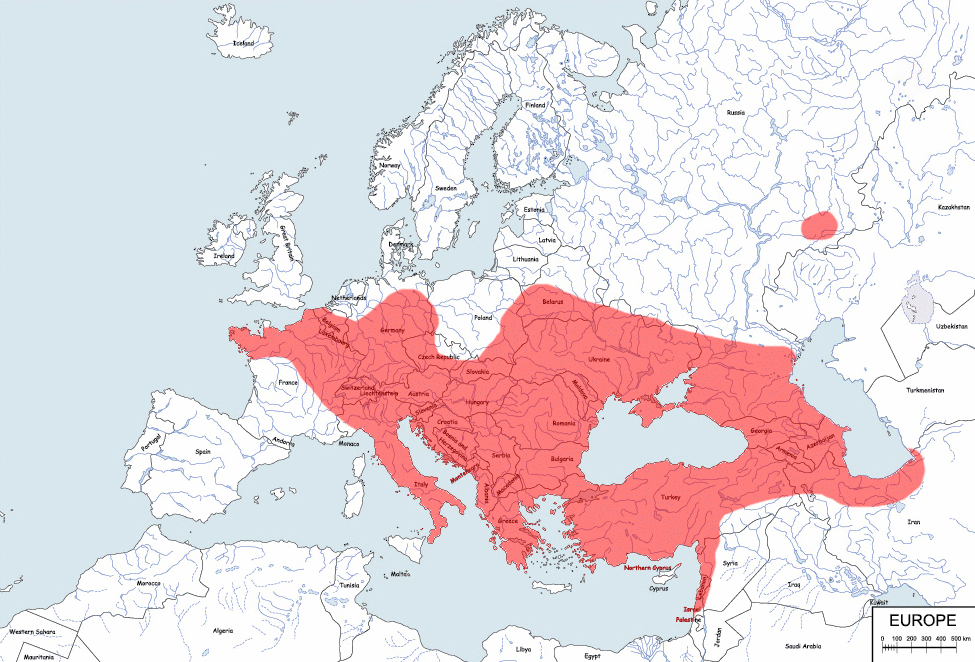zębiełek białawy - mapa