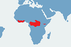 Bongo, antylopa bongo - mapa występowania na świecie