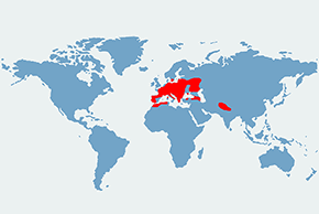 Borowiec leśny – mapa występowania na świecie