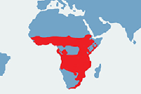 Buszbok subsaharyjski – mapa występowania na świecie