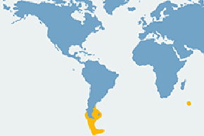 Tonin czarnogłowy – mapa występowania na świecie