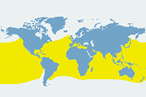 Delfinek pręgoboki - mapa występowania na świecie