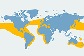 Delfin zwyczajny - mapa występowania na świecie