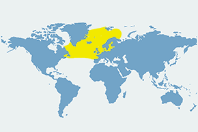 Delfinowiec  białonosy – mapa występowania na świecie