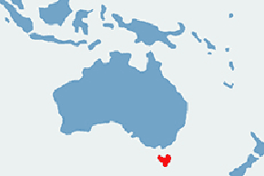 Diabeł tasmański - mapa występowania na świecie